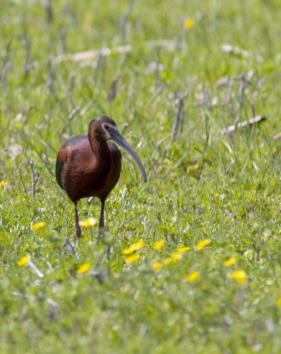 White-faced Ibis in Worcester County, Maryland (4/25/2009).