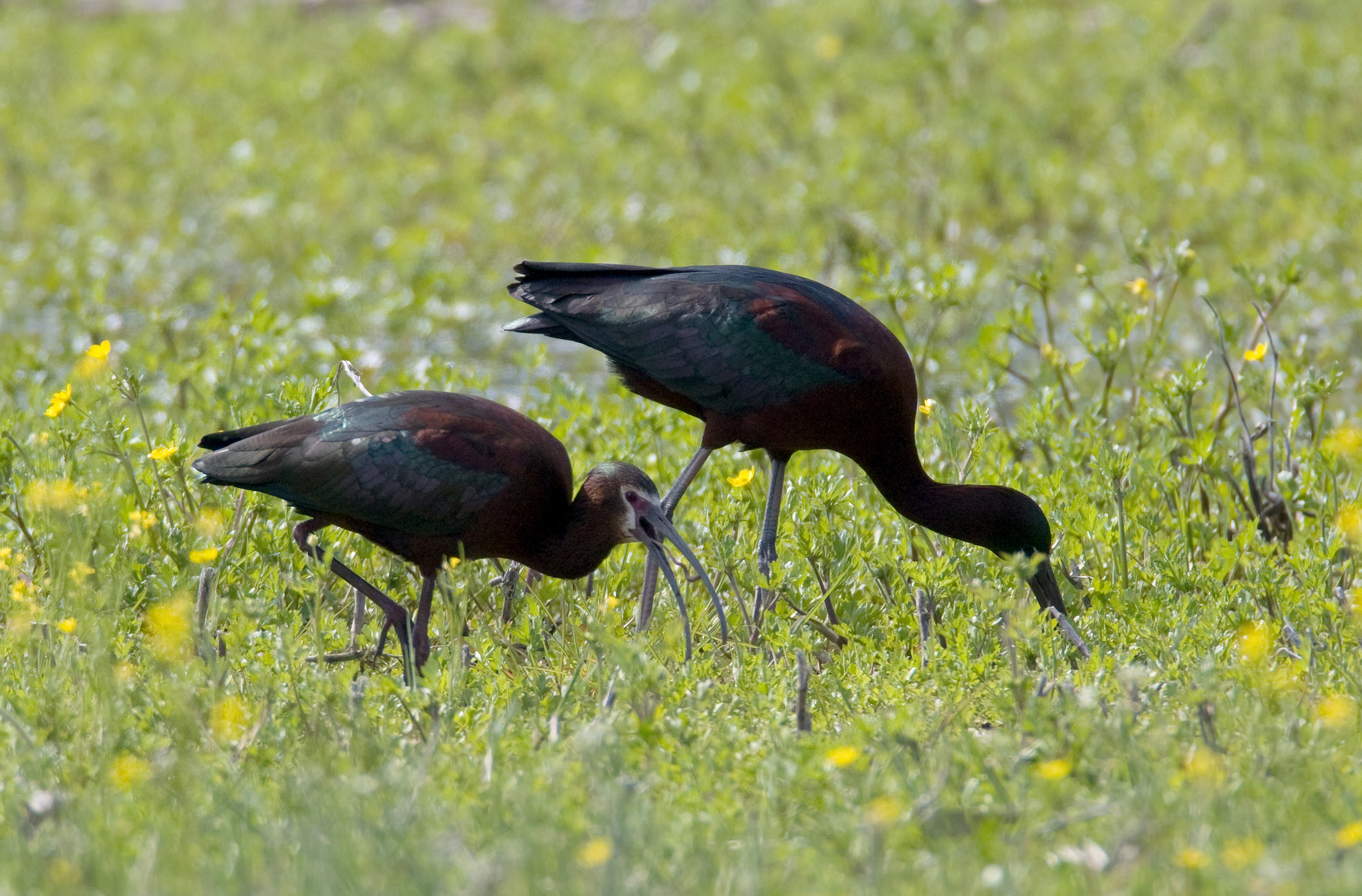A White-faced Ibis (left) with Glossy Ibis (right) in Worcester County, Maryland (4/25/2009).