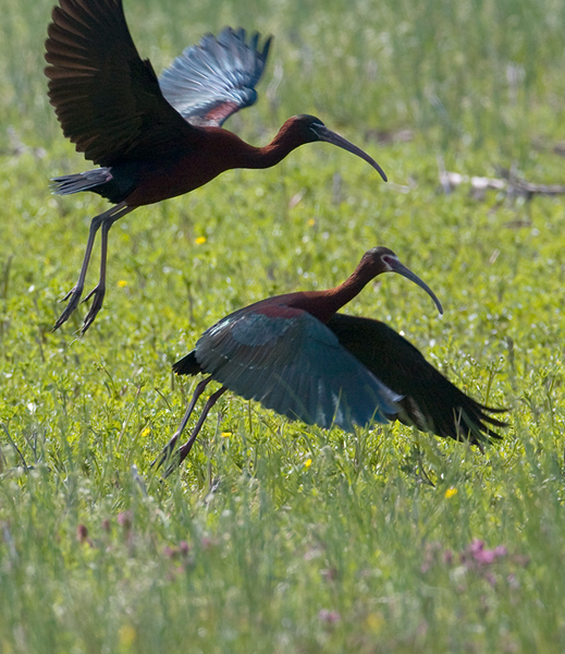 White-faced Ibis in Worcester County, Maryland (4/25/2009).