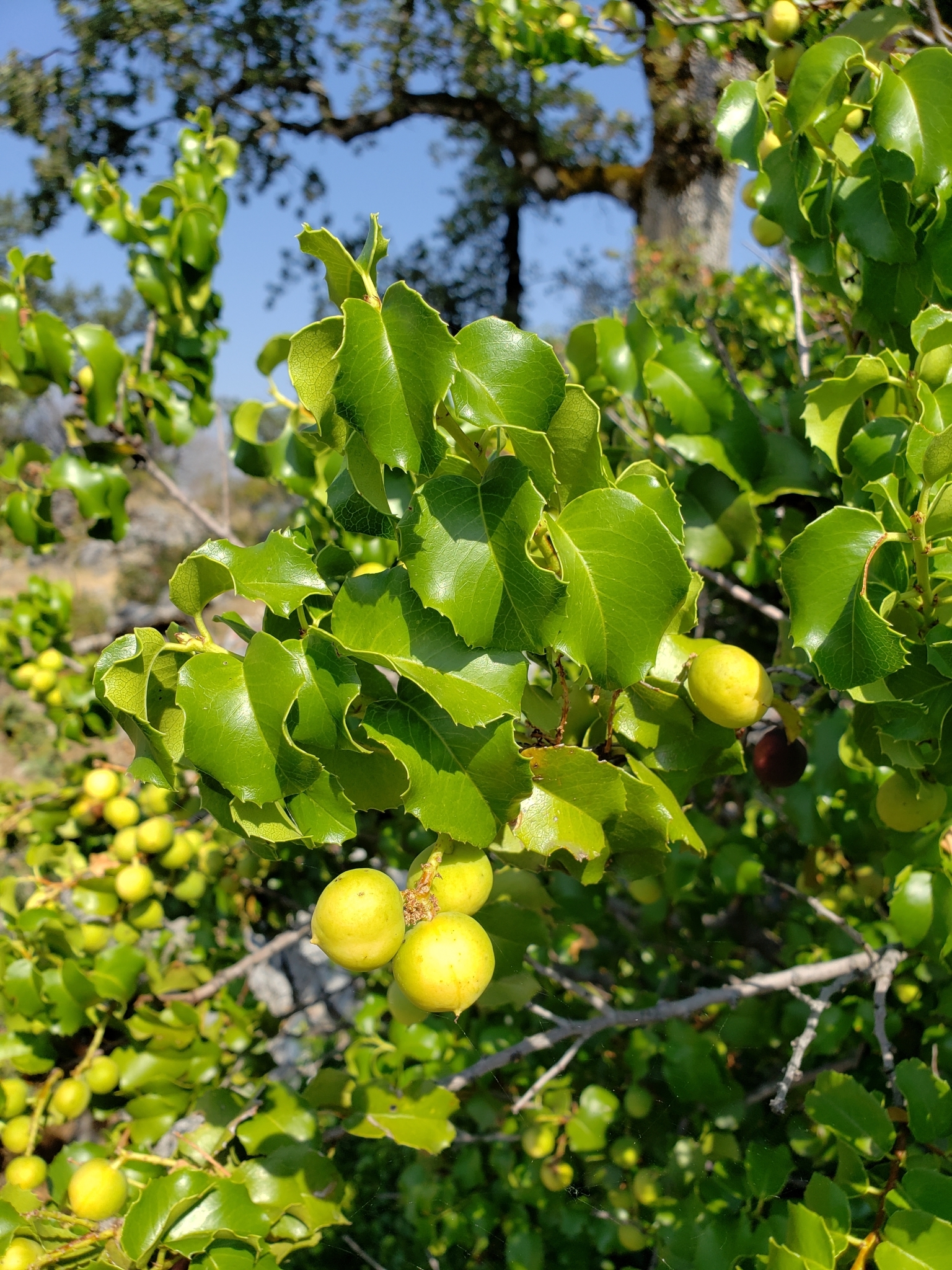 Hollyleaf Cherry in Monterey County, California (9/5/2020).