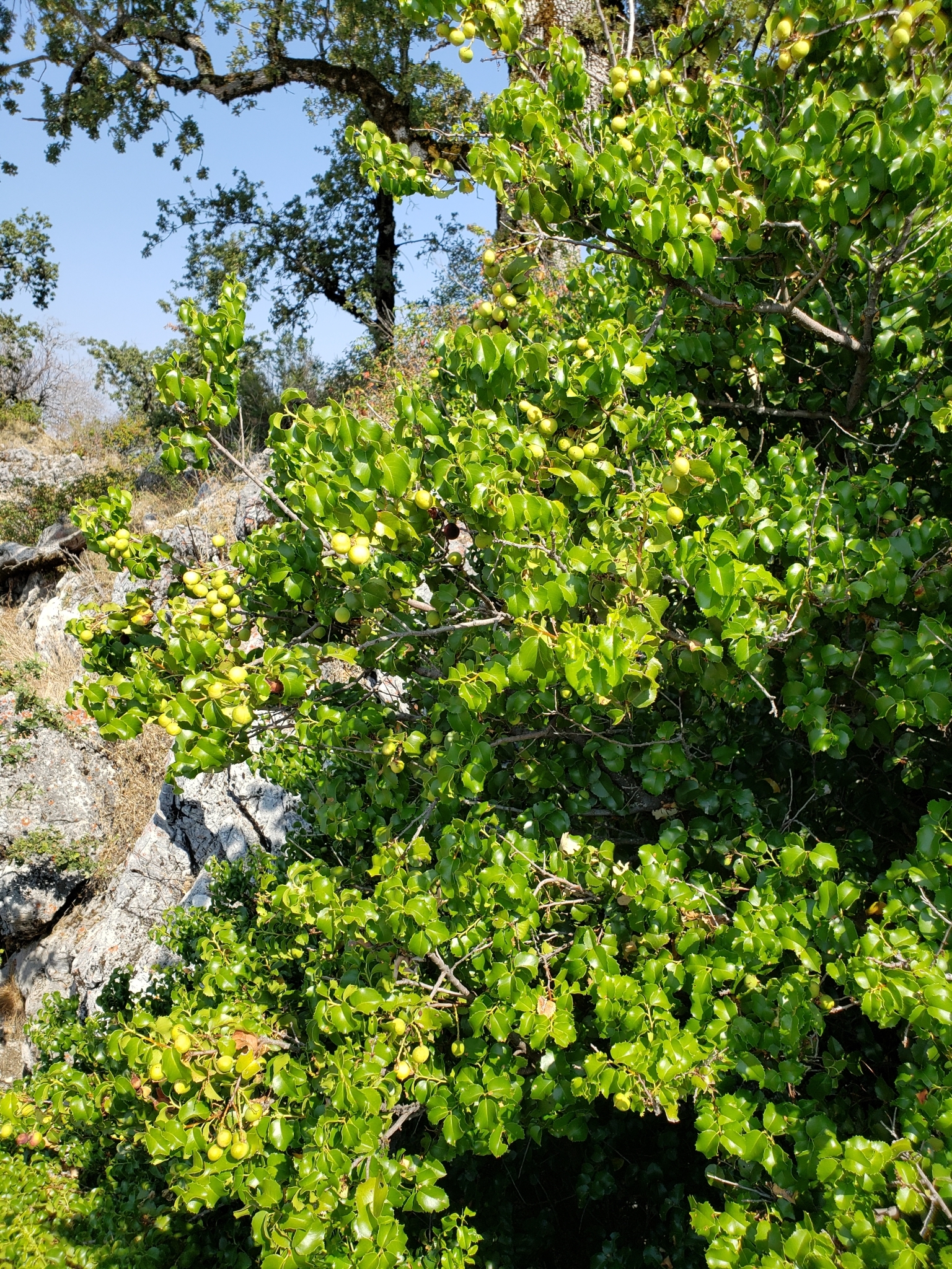 Hollyleaf Cherry in Monterey County, California (9/5/2020).
