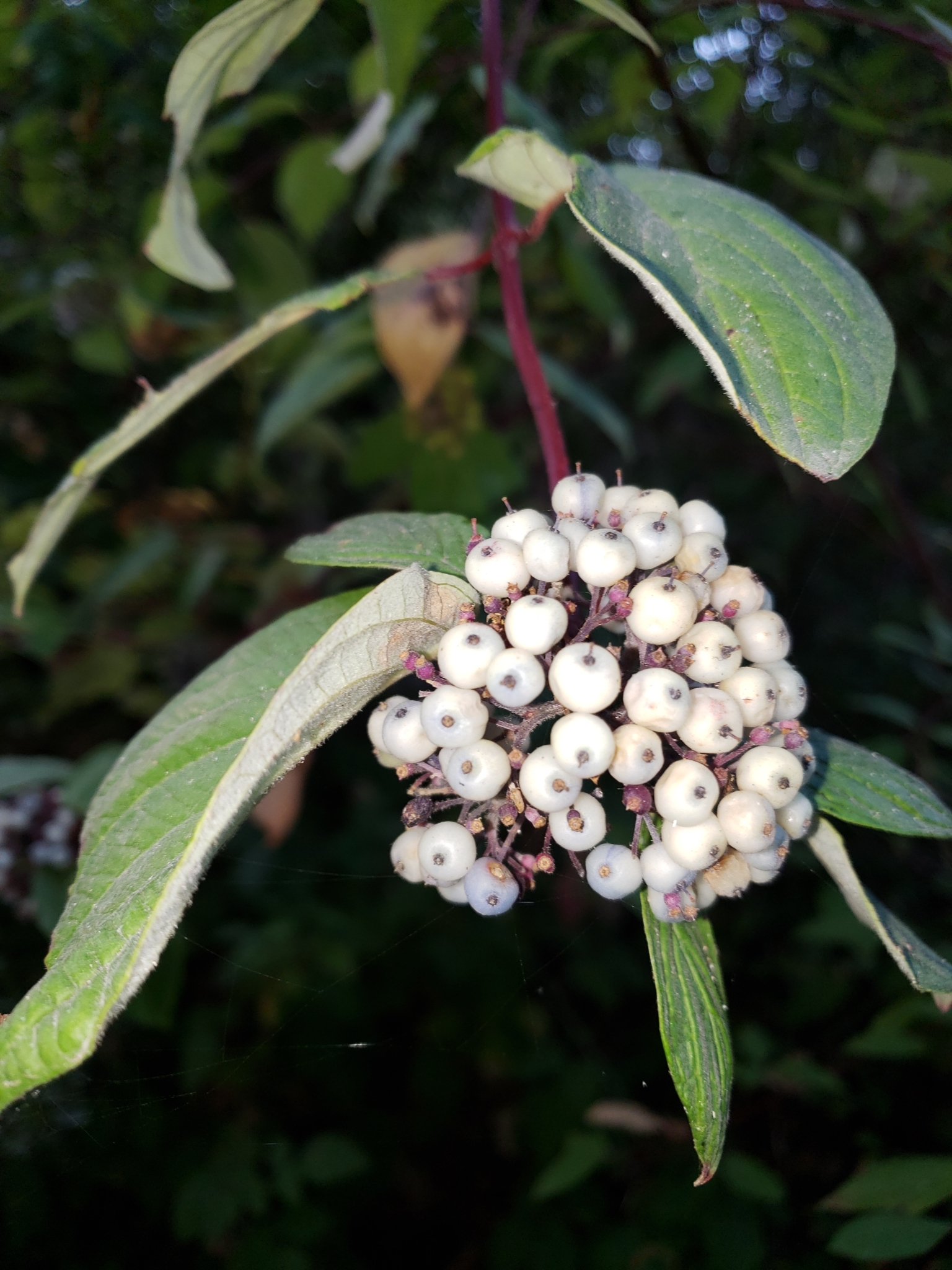 Red Osier Dogwood in Monterey County, California (9/28/2020).