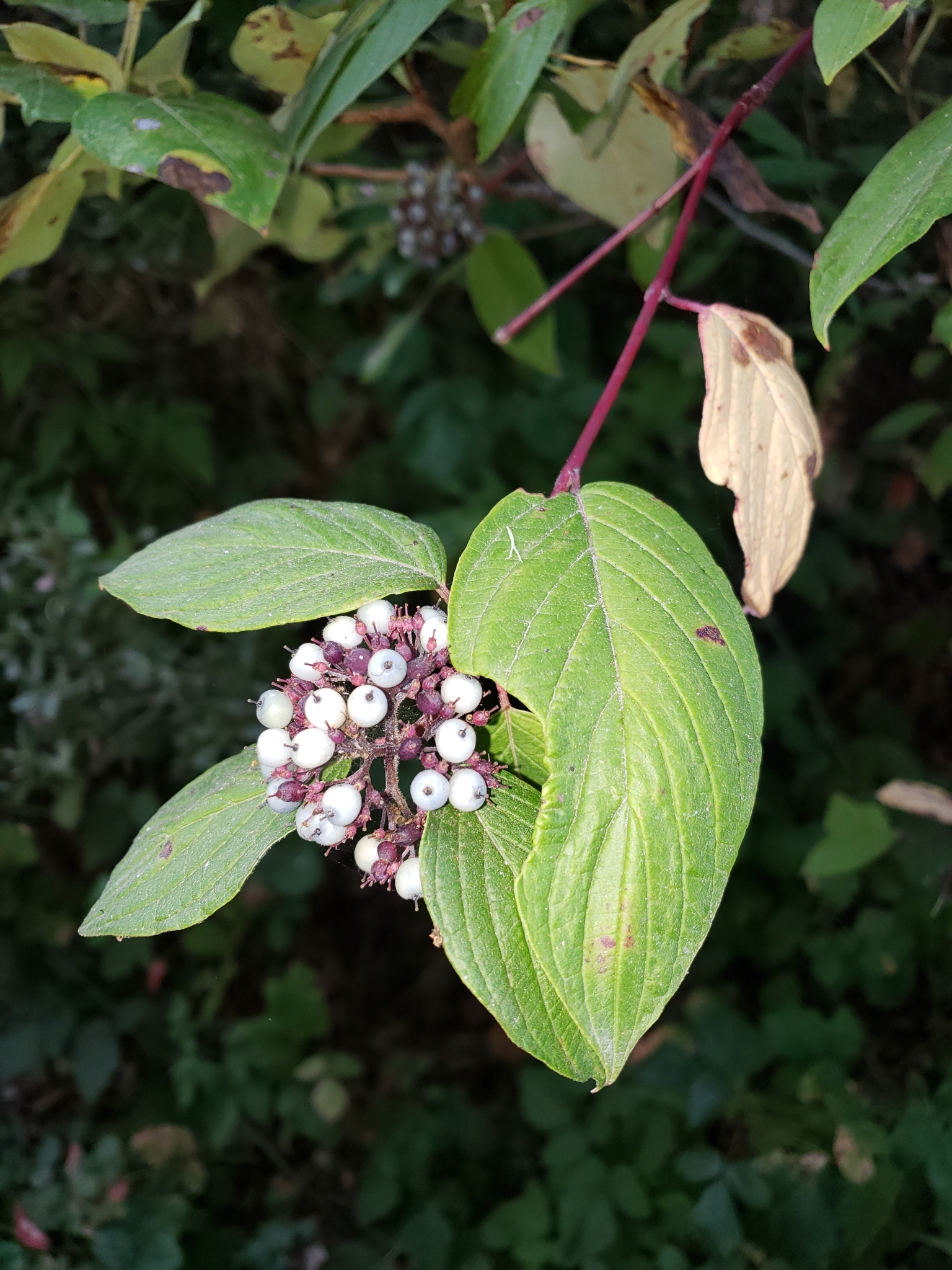 Red Osier Dogwood in Monterey County, California (9/28/2020).
