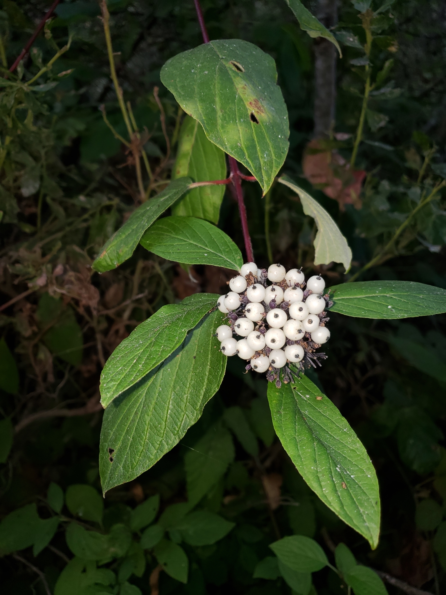 Red Osier Dogwood in Monterey County, California (9/28/2020).
