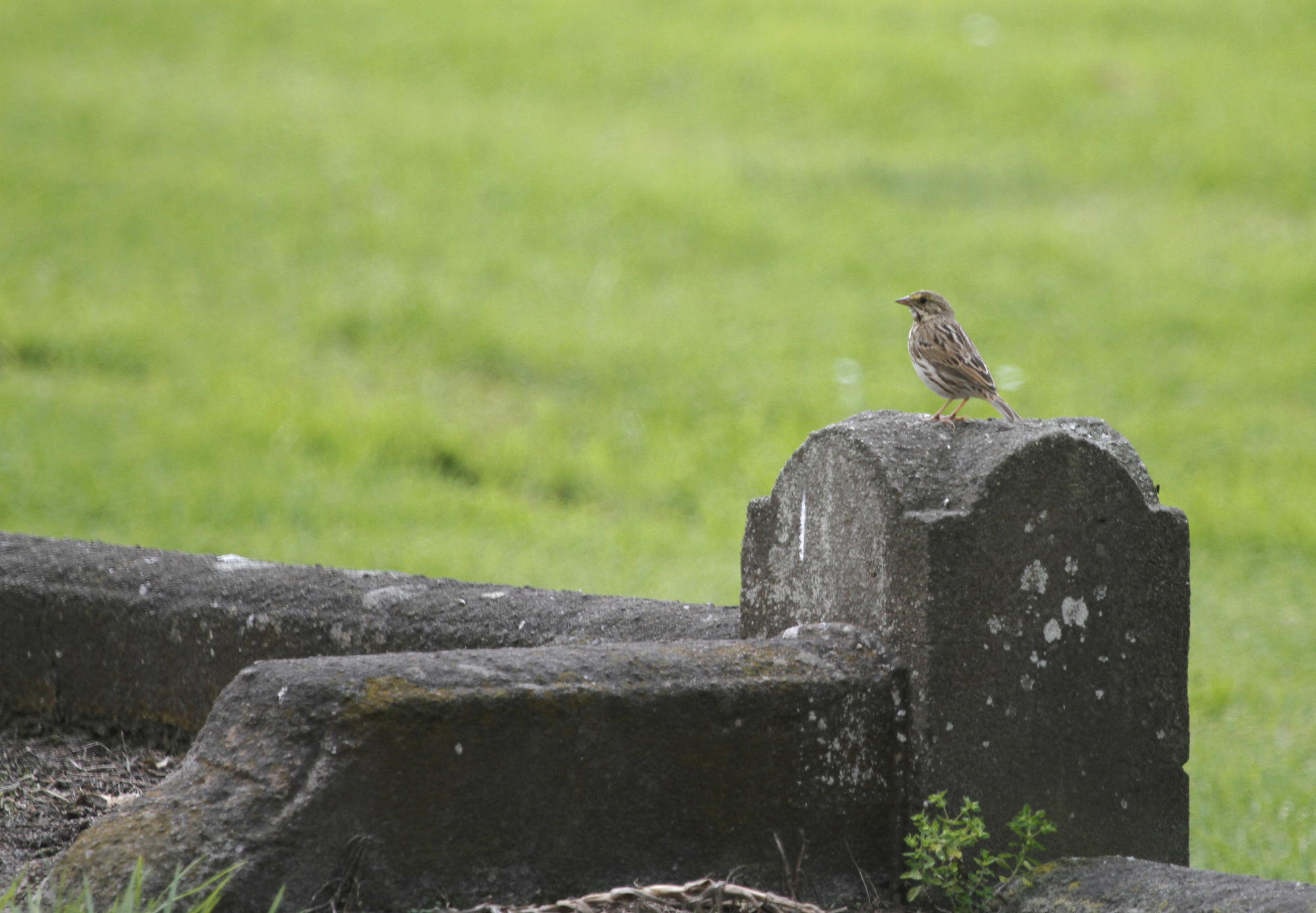 Savannah Sparrow in Monterey County, California (10/1/2020).