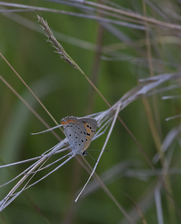 American Copper in Baltimore County, Maryland (7/1/2009).