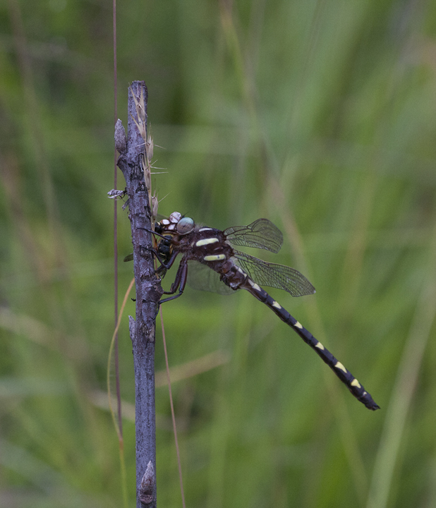 Brown Spiketail in Carroll County, Maryland (7/1/2009).