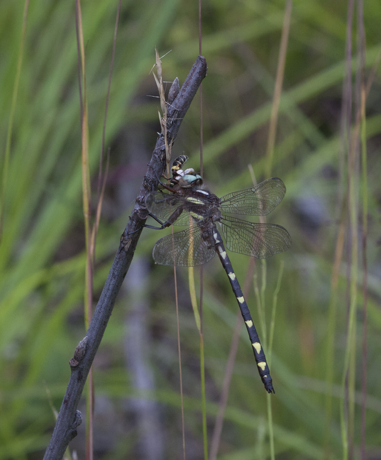 Brown Spiketail in Carroll County, Maryland (7/1/2009).