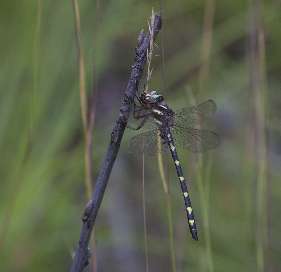 Brown Spiketail in Carroll County, Maryland (7/1/2009).