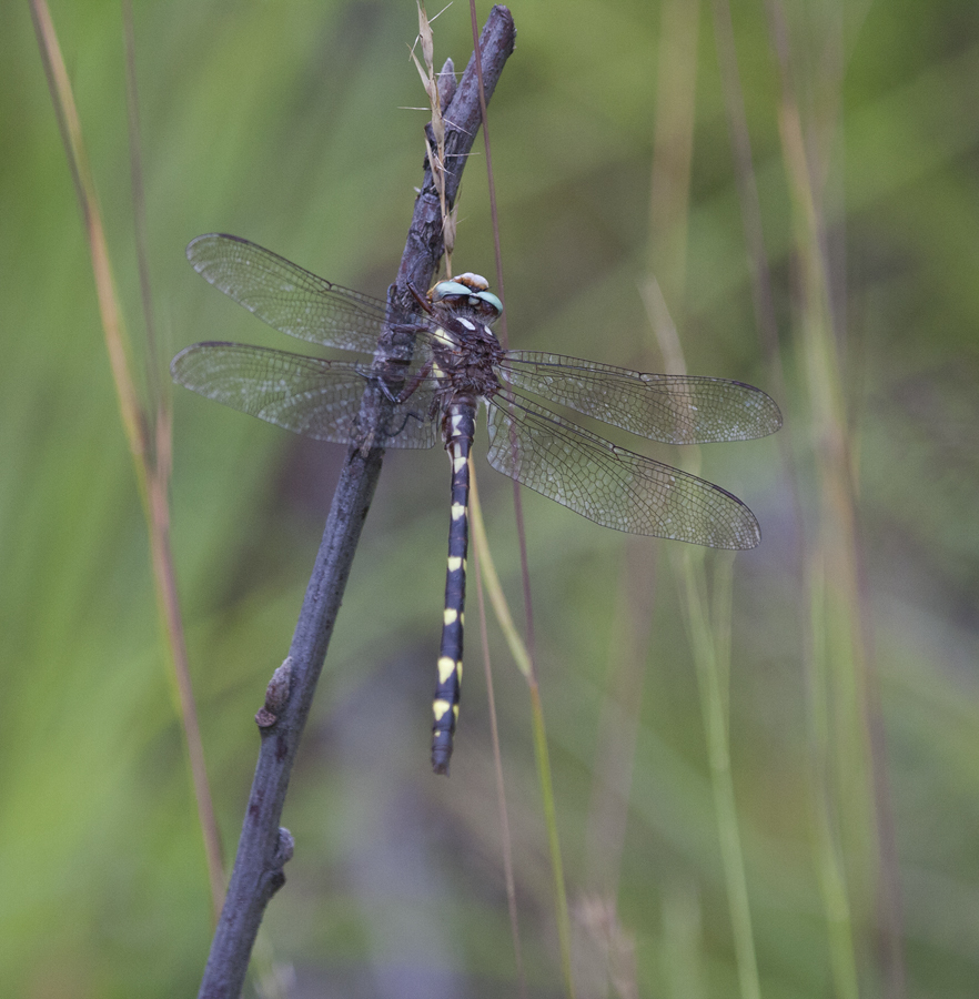 Brown Spiketail in Carroll County, Maryland (7/1/2009).