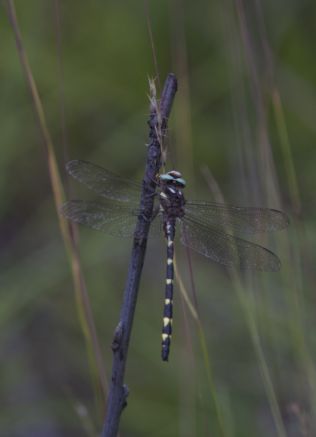 Brown Spiketail in Carroll County, Maryland (7/1/2009).