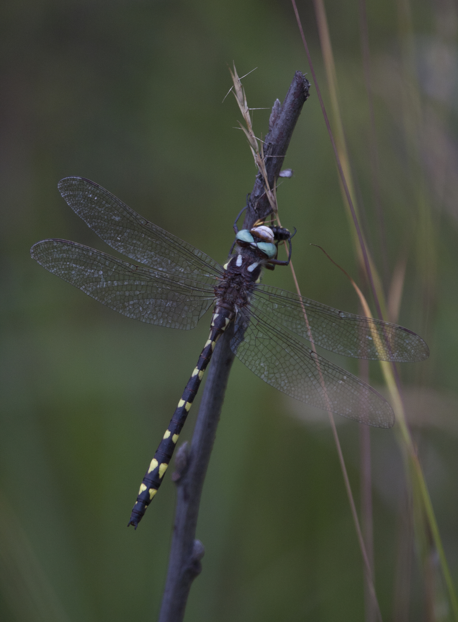 Brown Spiketail in Carroll County, Maryland (7/1/2009).