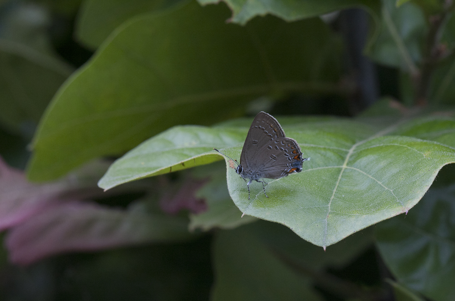 Edwards' Hairstreak in Carroll County, Maryland (7/1/2009).