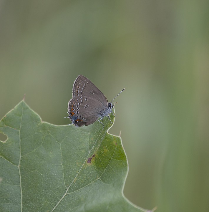Edwards' Hairstreak in Carroll County, Maryland (7/1/2009).