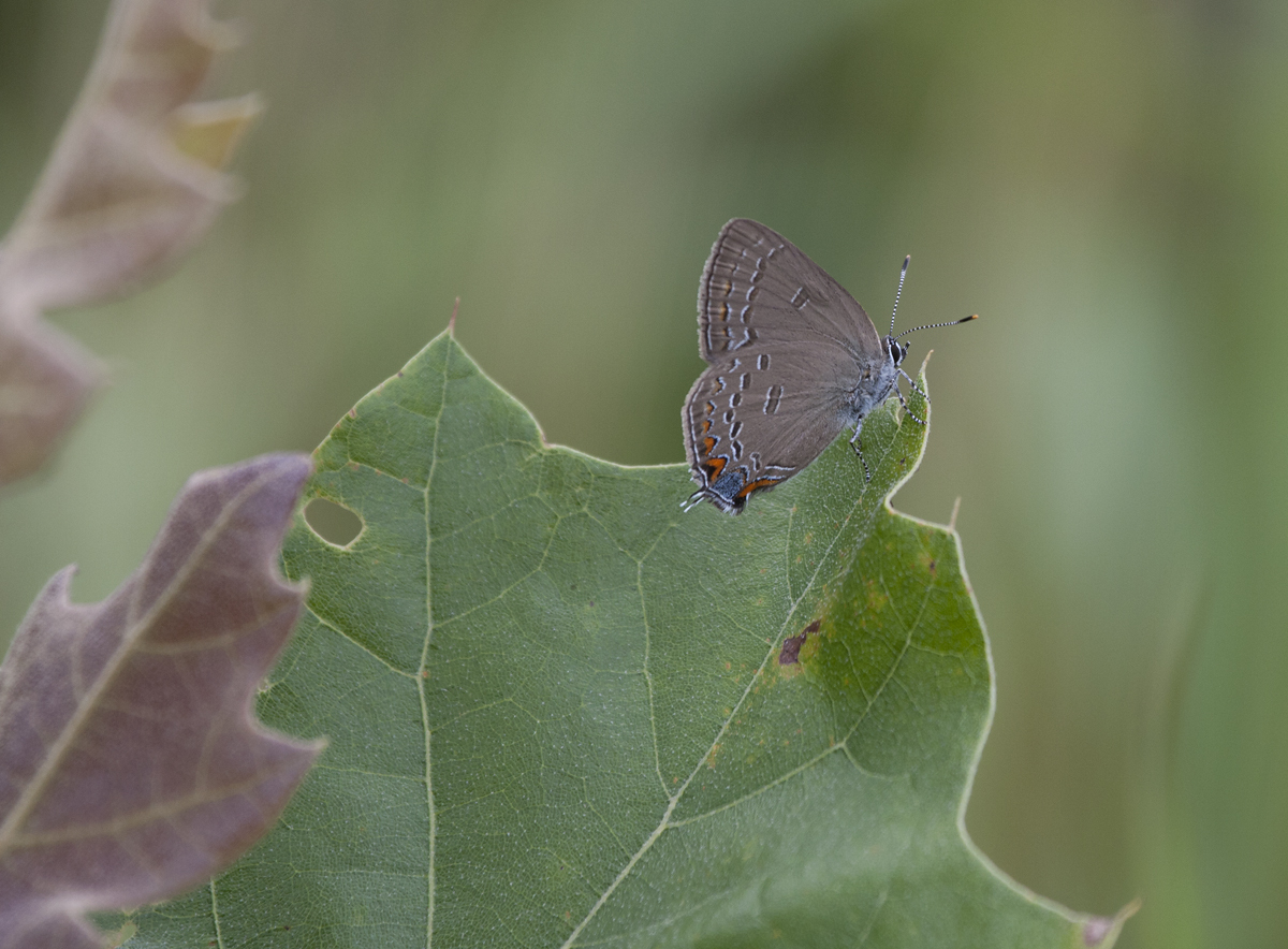 Edwards' Hairstreak in Carroll County, Maryland (7/1/2009).
