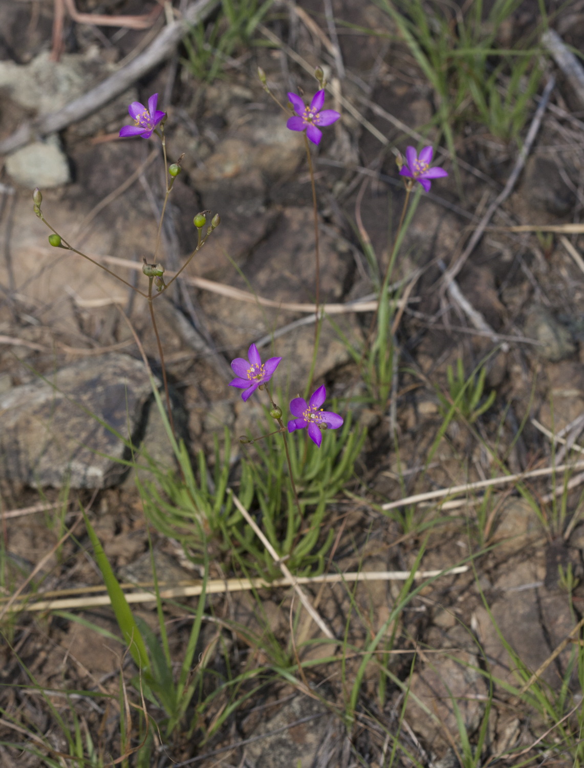 Quill Fameflower in Carroll County, Maryland (7/1/2009).