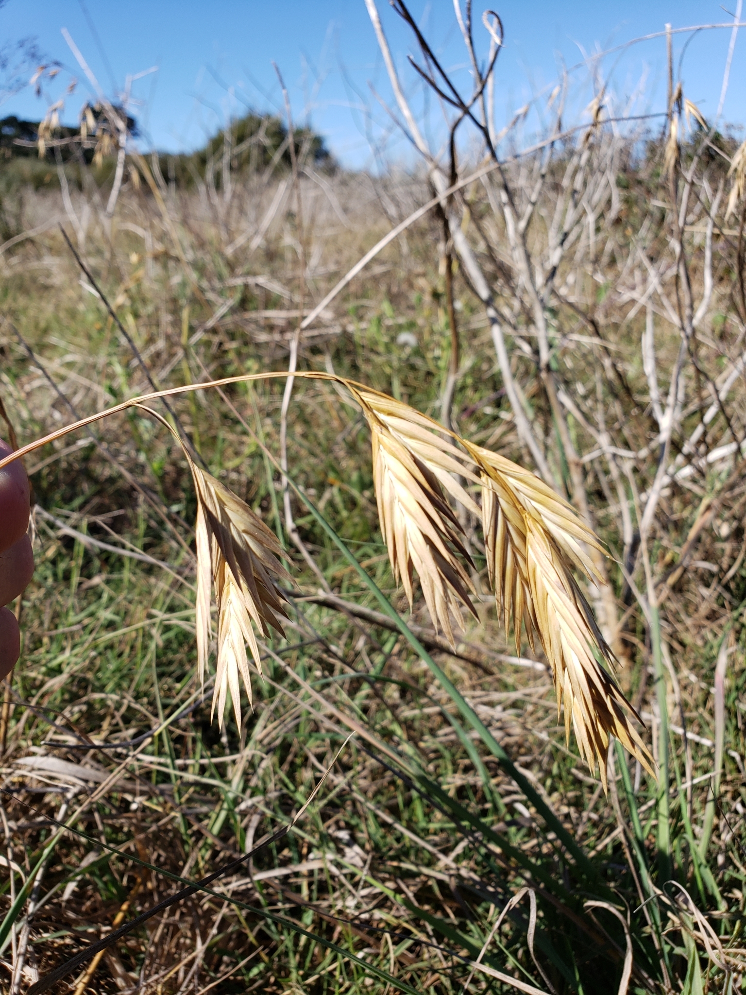 Genus Bromus in Monterey County, California (10/12/2020).