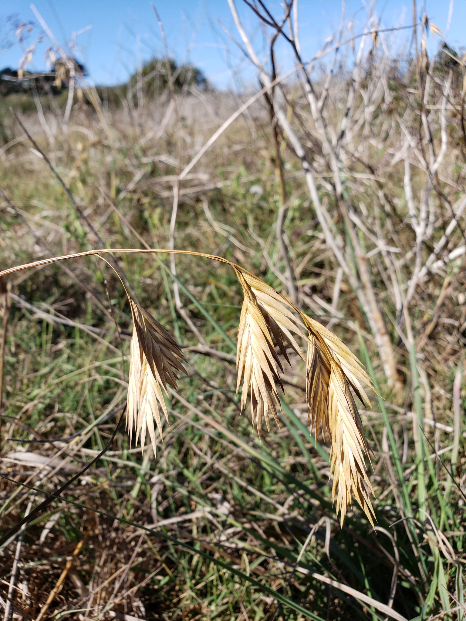 Genus Bromus in Monterey County, California (10/12/2020).