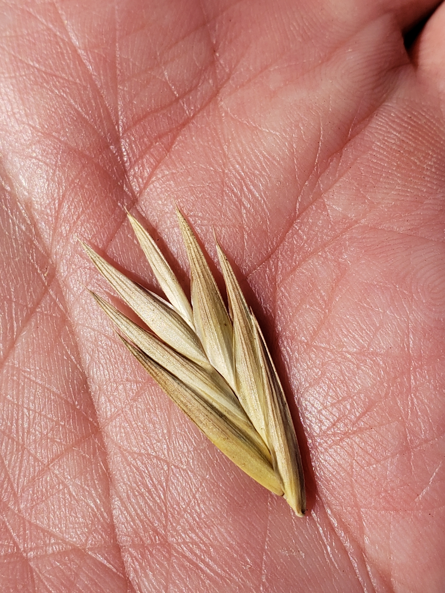 Genus Bromus in Monterey County, California (10/12/2020).
