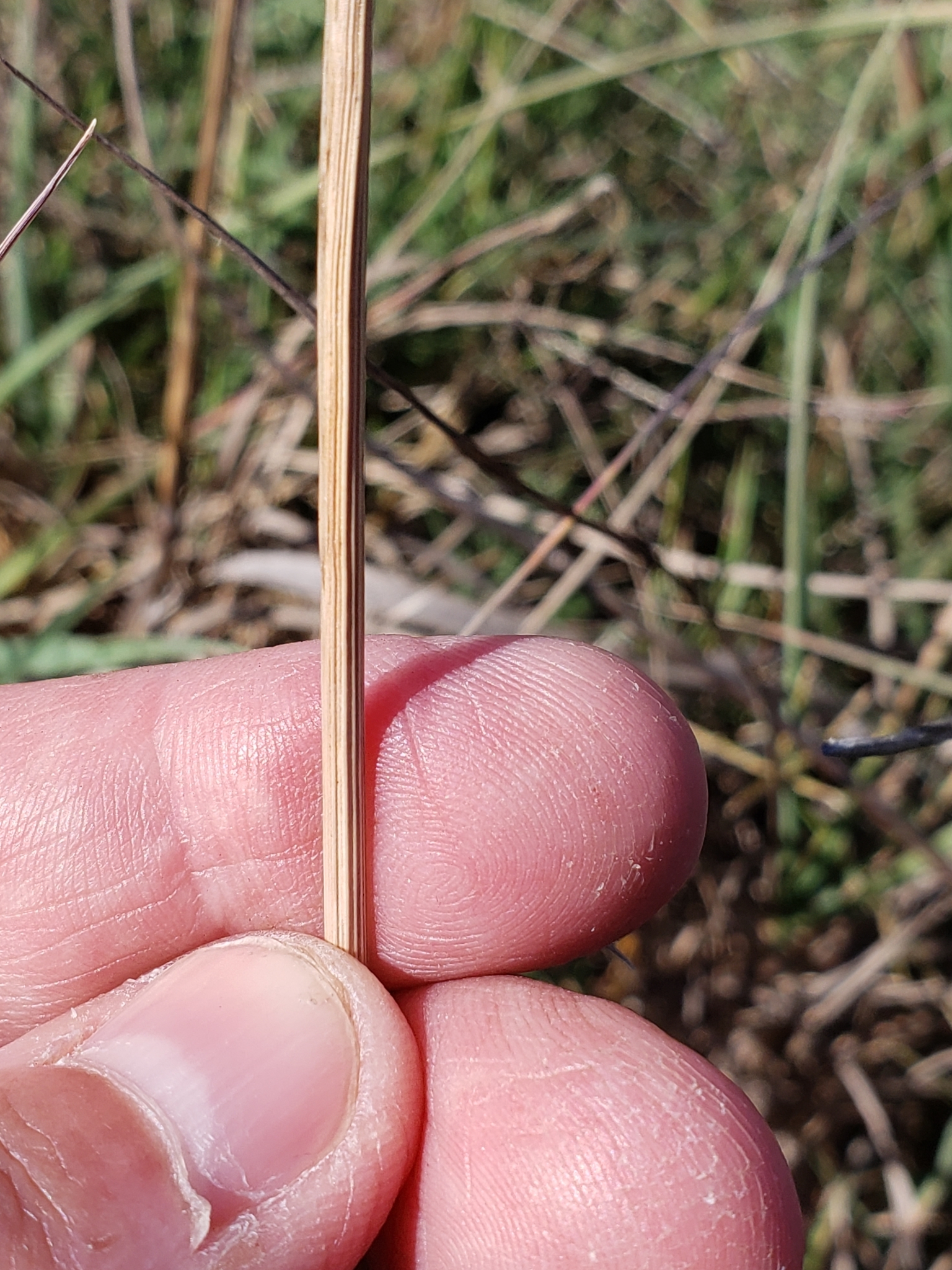 Genus Bromus in Monterey County, California (10/12/2020).