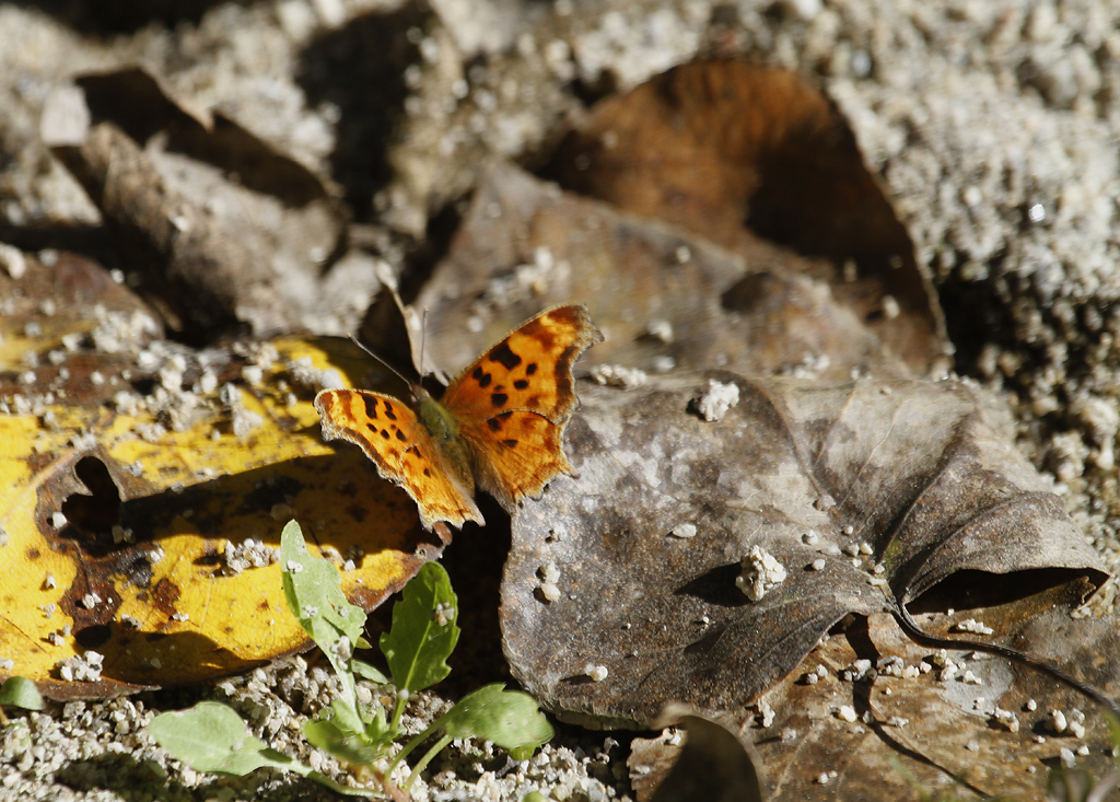 Satyr Comma in Monterey County, California (10/12/2020).