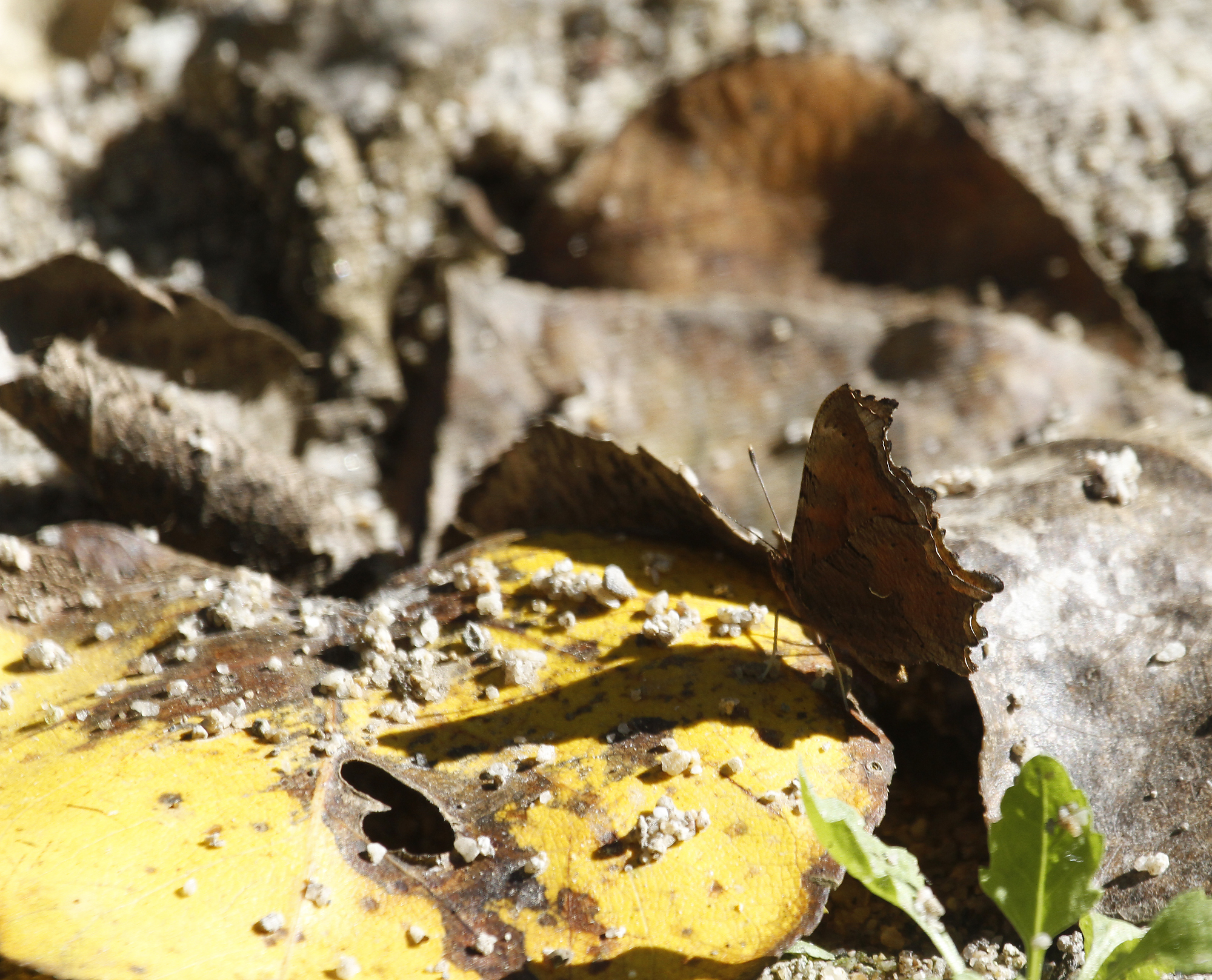 Satyr Comma in Monterey County, California (10/12/2020).