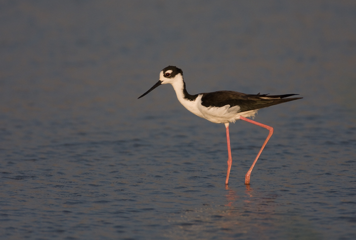 Black-necked Stilt in Dorchester County, Maryland (8/1/2009).