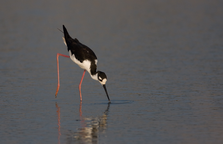 Black-necked Stilt in Dorchester County, Maryland (8/1/2009).