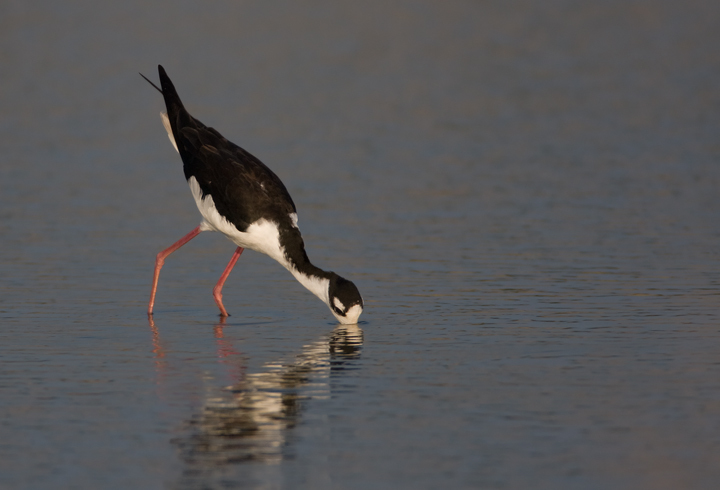 Black-necked Stilt in Dorchester County, Maryland (8/1/2009).