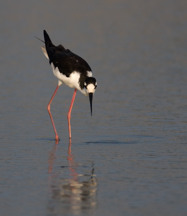 Black-necked Stilt in Dorchester County, Maryland (8/1/2009).