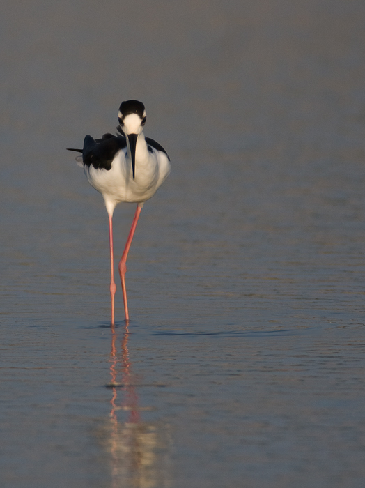 Black-necked Stilt in Dorchester County, Maryland (8/1/2009).