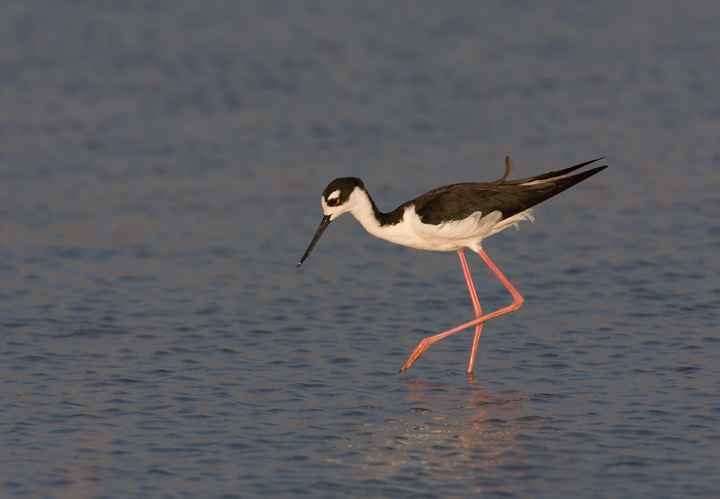 Black-necked Stilt in Dorchester County, Maryland (8/1/2009).