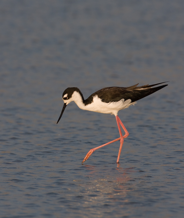 Black-necked Stilt in Dorchester County, Maryland (8/1/2009).