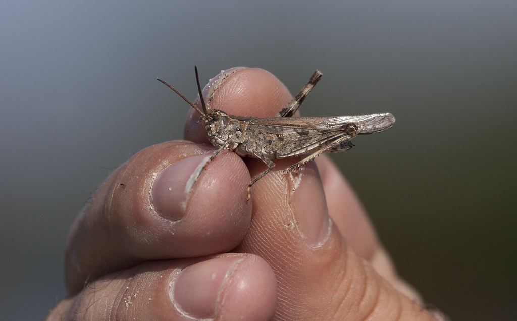 Longhorn Band-wing Grasshopper in Worcester County, Maryland (9/12/2009).