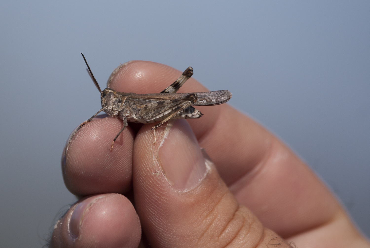 Longhorn Band-wing Grasshopper in Worcester County, Maryland (9/12/2009).