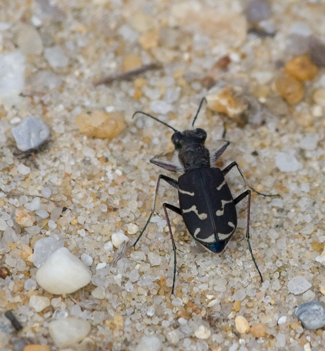 Oblique-lined Tiger Beetle in Caroline County, Maryland (10/2/2009).
