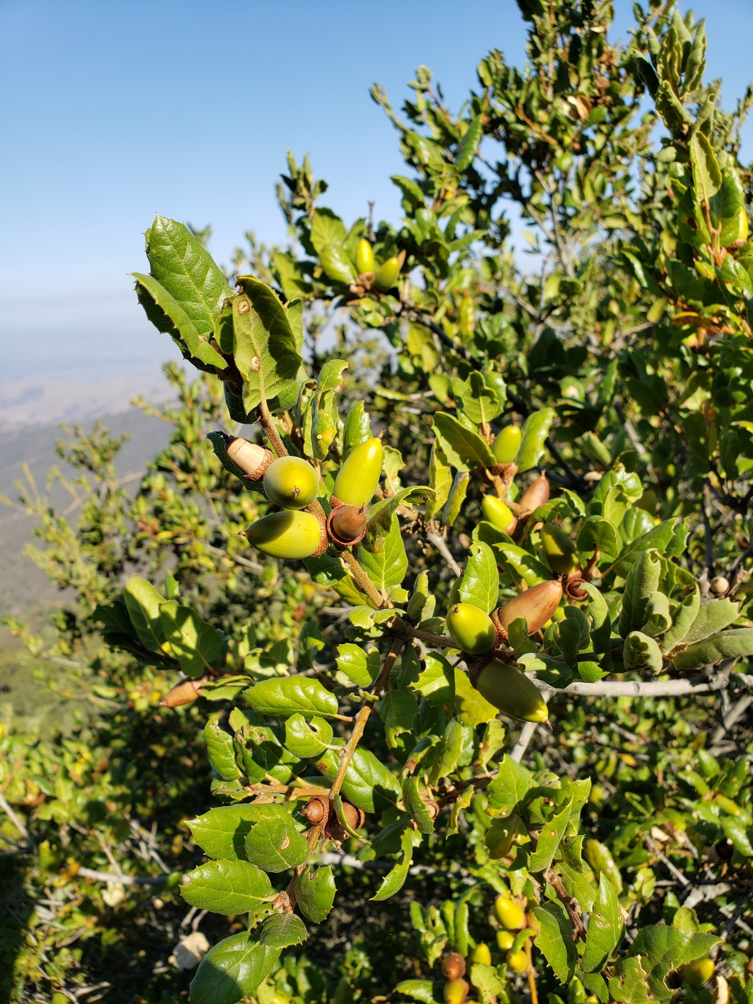 Genus Quercus in Monterey County, California (10/17/2020).