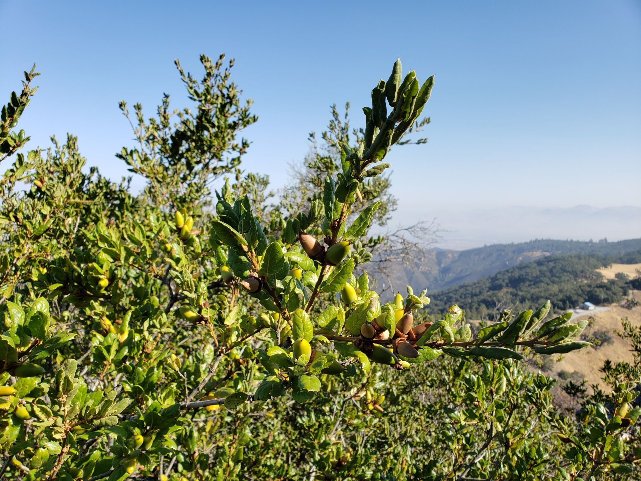 Genus Quercus in Monterey County, California (10/17/2020).