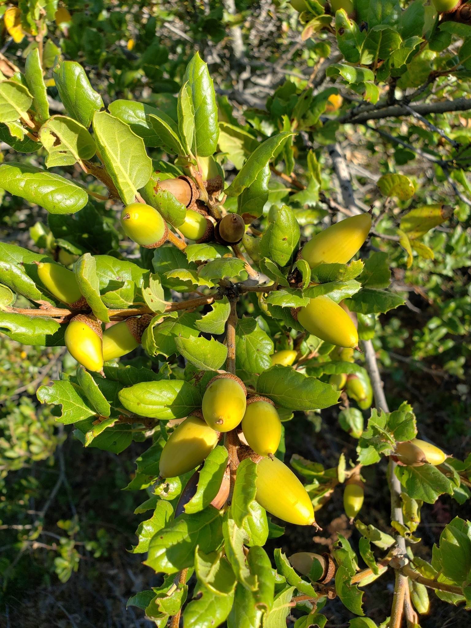 Genus Quercus in Monterey County, California (10/17/2020).