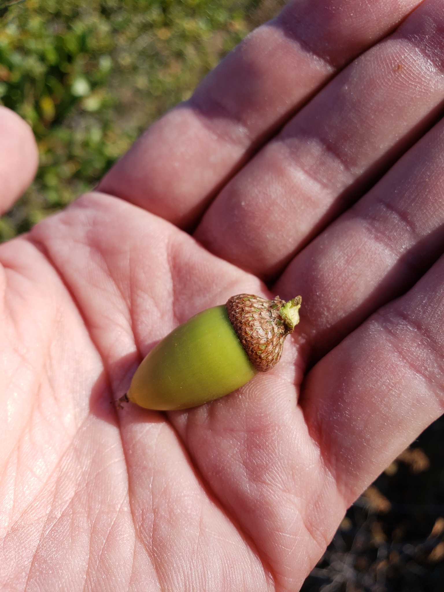 Genus Quercus in Monterey County, California (10/17/2020).