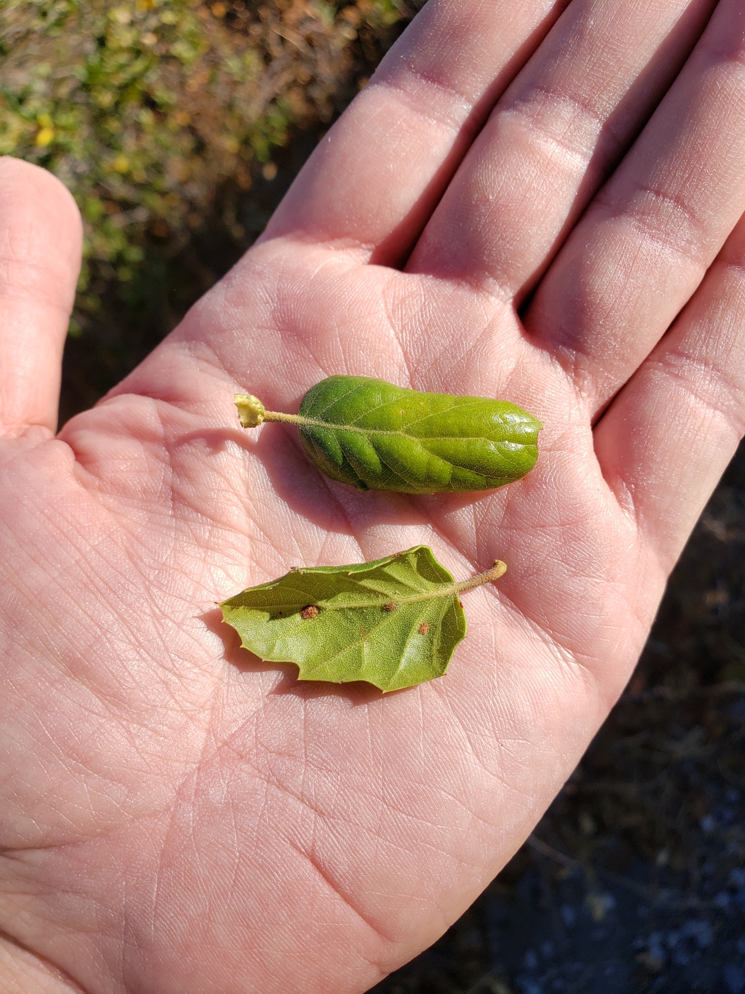 Genus Quercus in Monterey County, California (10/17/2020).