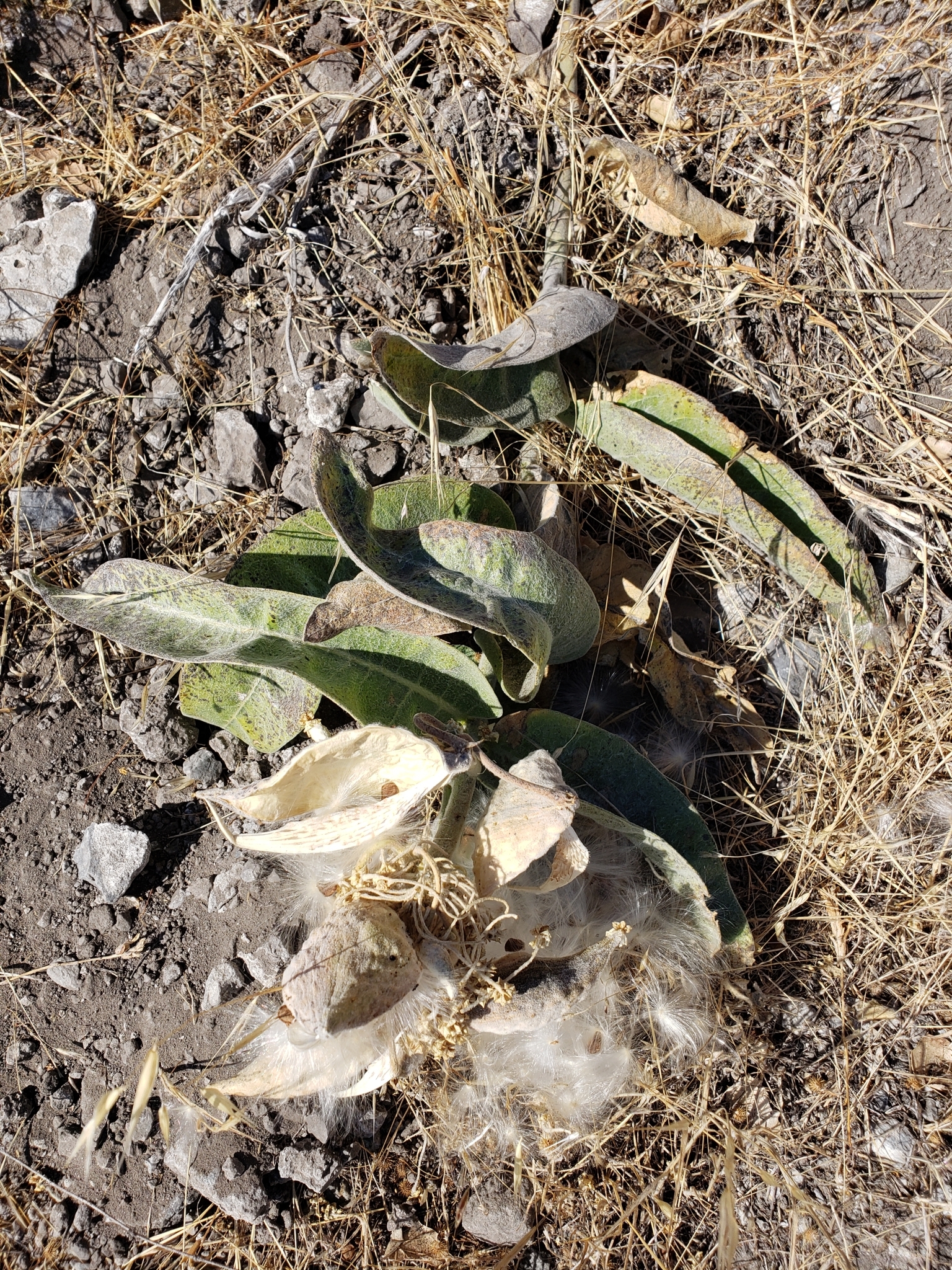 Woollypod Milkweed in San Benito County, California (10/17/2020).