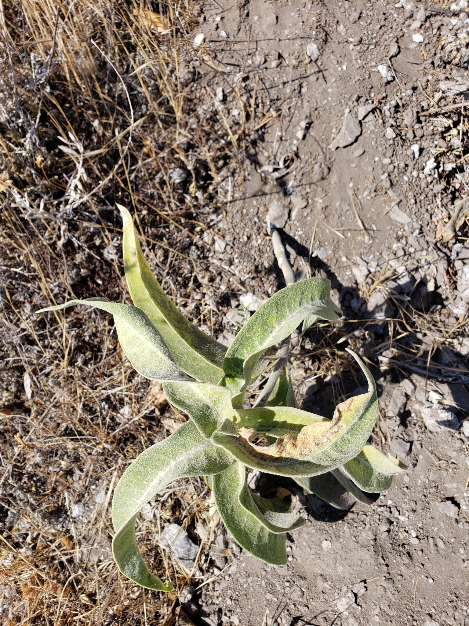 Woollypod Milkweed in San Benito County, California (10/17/2020).