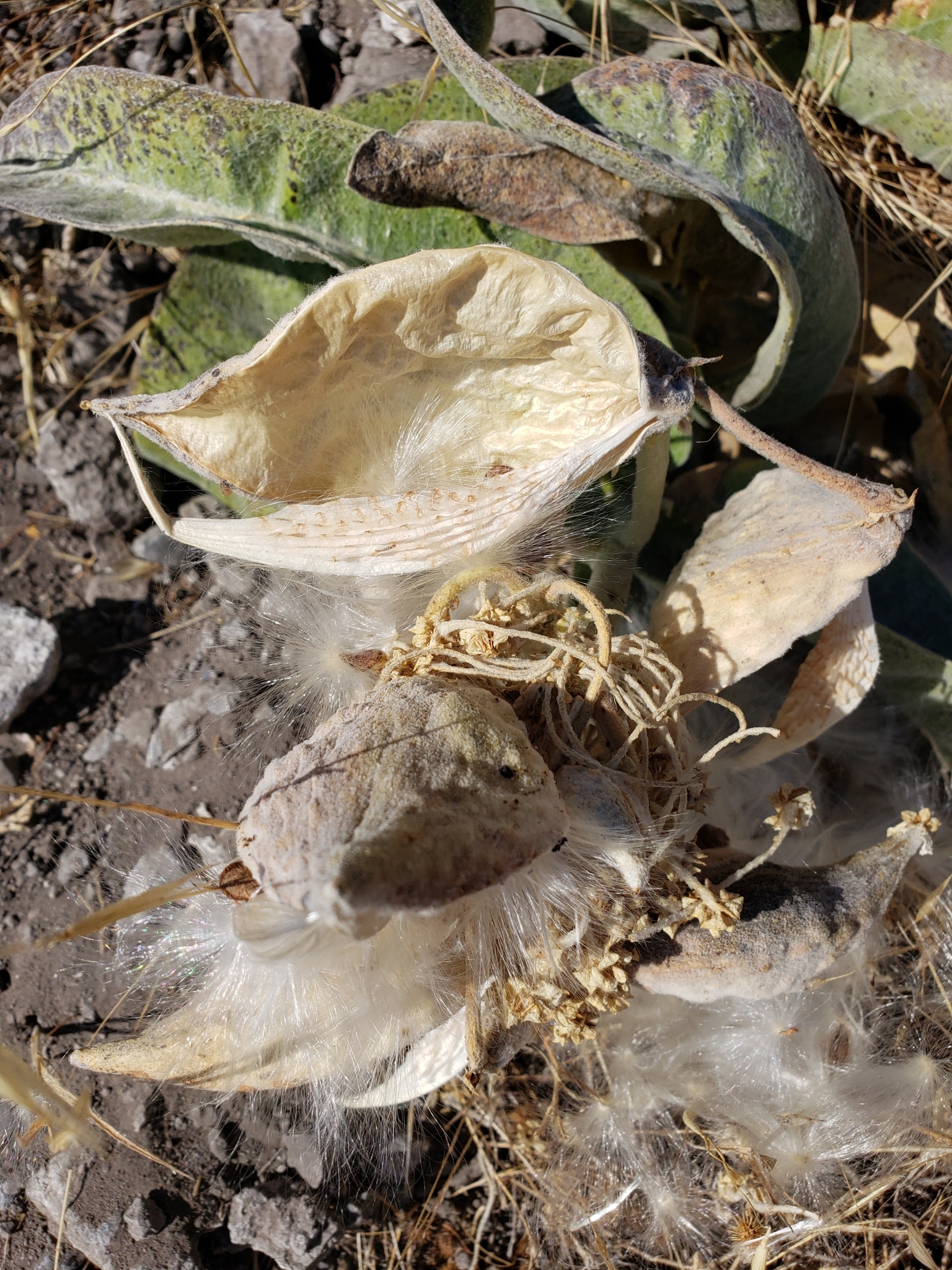 Woollypod Milkweed in San Benito County, California (10/17/2020).