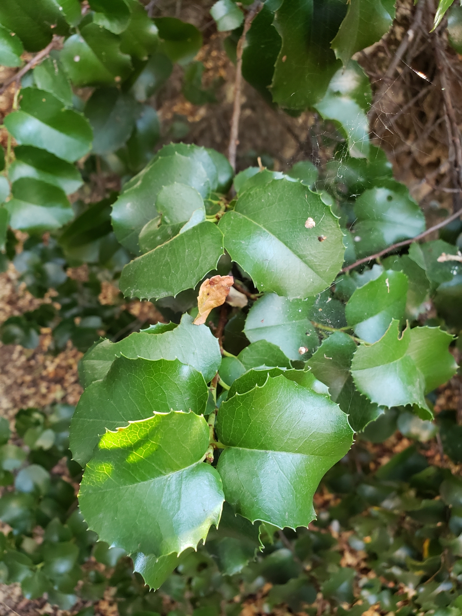Hollyleaf Cherry in Monterey County, California (10/17/2020).