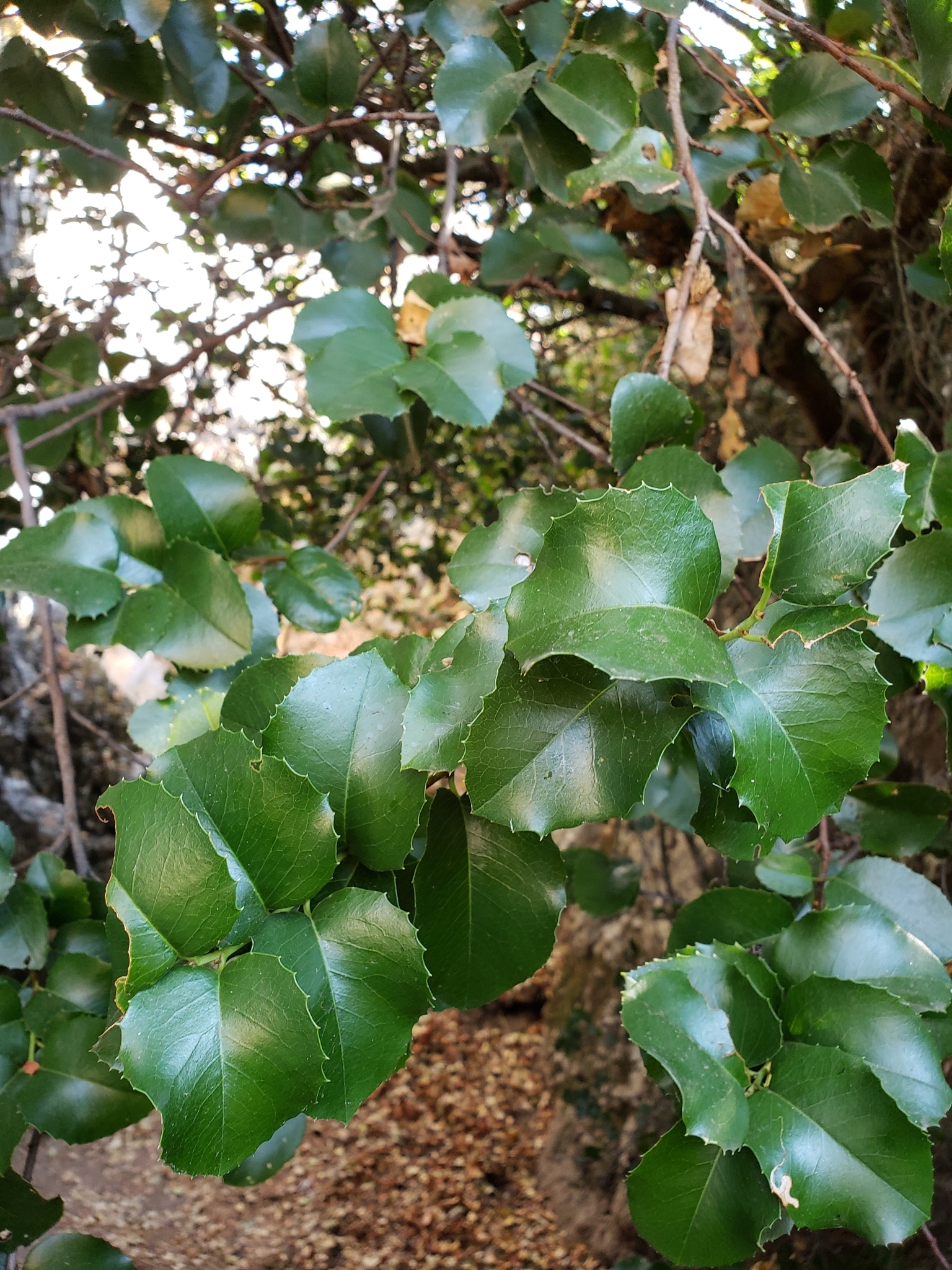Hollyleaf Cherry in Monterey County, California (10/17/2020).