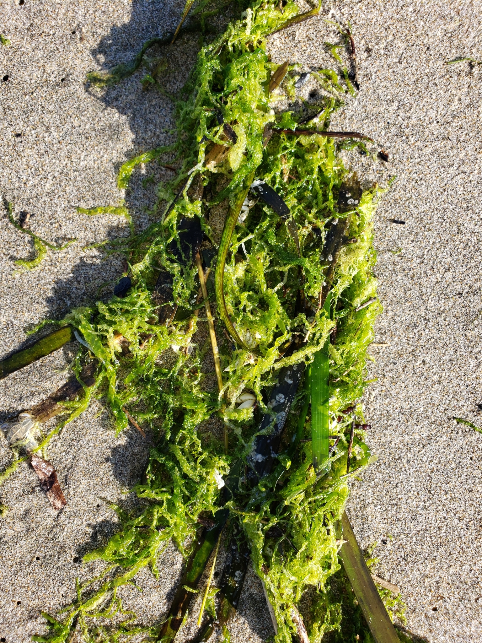 Genus<em> Ulva</em> in Monterey County, California (10/18/2020).
