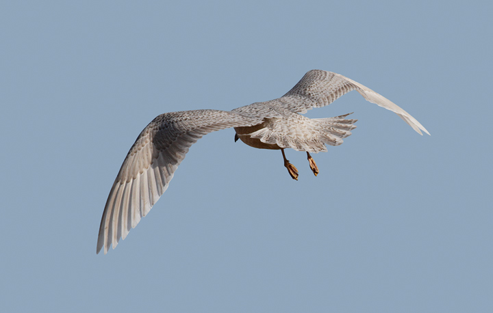 A first-cycle Iceland Gull in Wicomico County, Maryland (1/8/2010).