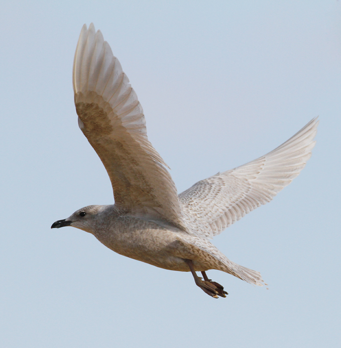 A first-cycle Iceland Gull in Wicomico County, Maryland (1/8/2010).
