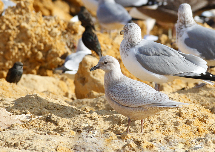 A first-cycle Iceland Gull in Wicomico County, Maryland (1/8/2010).